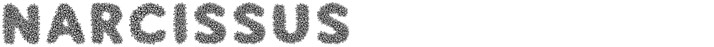 Narcissus